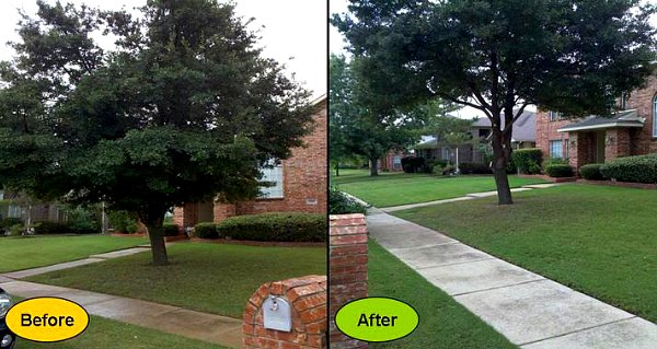 tree-trimming-before-after - A New Leaf Tree Service