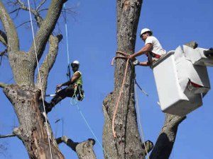 Tree removal services in waukesha & milwaukee - A New Leaf Tree Services