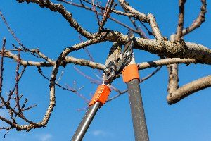 Tree Services - Tree Pruning / tree trimming Waukesha & Milwaukee, Wisconsin