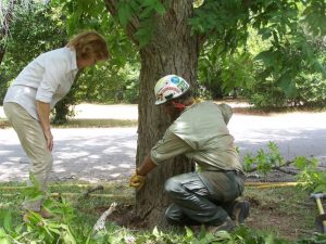 Hazardous tree evaluations & tree risk assessments