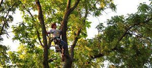 Tree trimming / tree pruning Waukesha & Milwaukee