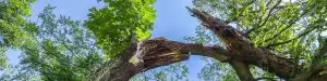 Tree with storm damage.