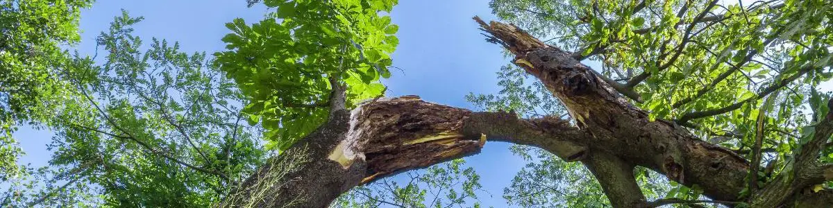 Tree with storm damage.