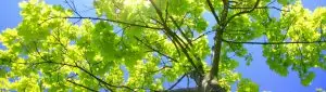 tall-green-tree-sun