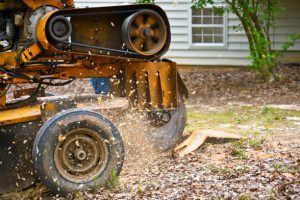 Stump Removal