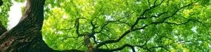 tree-care-header