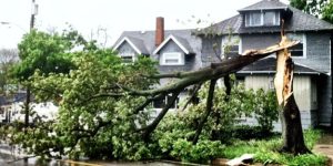 Tree Storm Damage