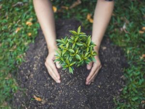 Tree-Planting-Hands-Soil