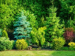 Green-Trees-In-Yard