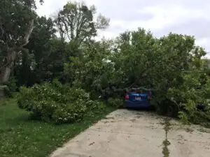 emergency tree removal service waukesha