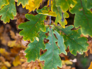 Oak-Wilt-Leaves