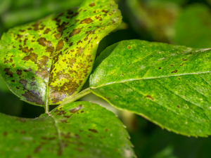 Tree-Disease-Brown-Spots-On-Leaves