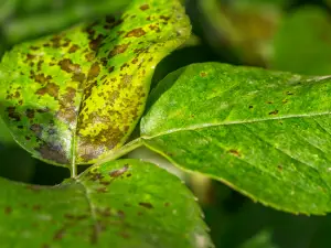 tree-disease-brown-spots-on-leaves