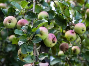 apple-scab-tree