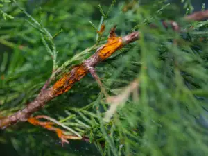 pine-wilt-tree