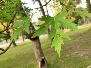 Oak-Wilt-Tree-Leaves