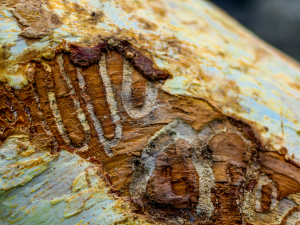 Eab-Tree-Bark-Damage