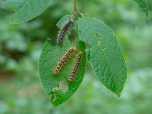 Gypsy-Moth