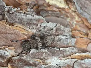 pine-bark-beetle