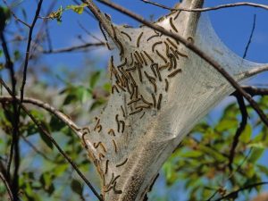 Tent Caterpillar