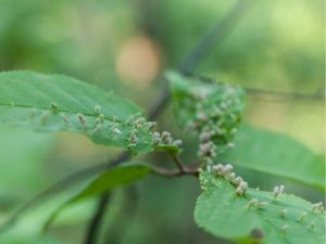 Bacterial Infections Can Also Affect Trees In Wisconsin.