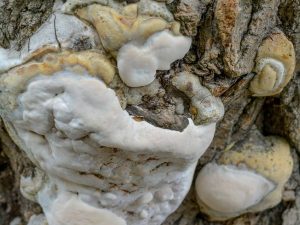 Tree Fungal Infection