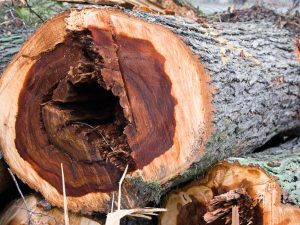 Dutch-Elm-Tree-Trunk-Hollow