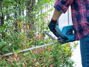 Home-Owner-Tree-Maintenance