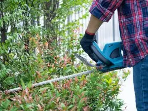 home-owner-tree-maintenance
