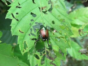 Insect-Infestation-Leaf-Holes-Beetle