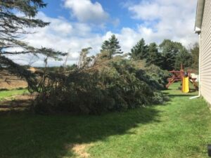 Pine-Tree-Felled-Yard-Playground-Slide