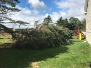 pine-tree-felled-yard-playground-slide