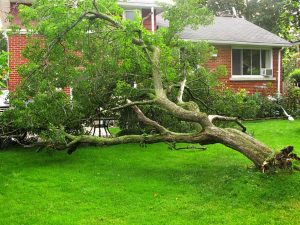 Storm-Damage-Tree-Brick-House-Yard