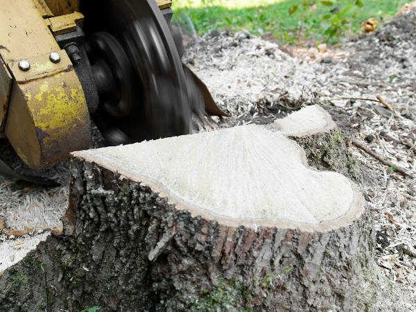 Stump Grinding In Germantown, Wi.