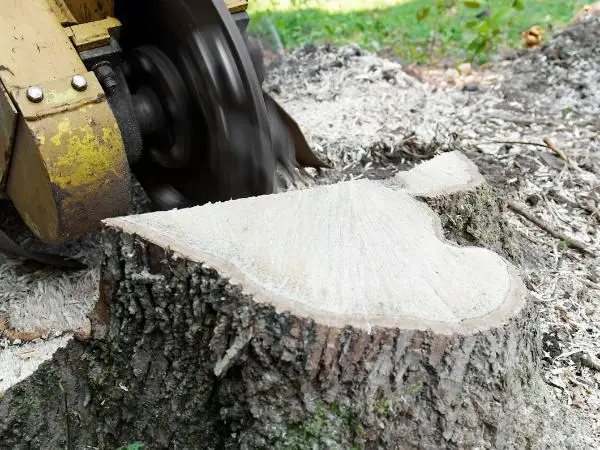 Stump grinding in Germantown, WI.