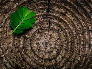 Stump Clean Leaf