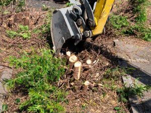 Stump Extraction Pine Scoop