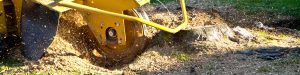 Stump Grinding In Waukesha, Wi.