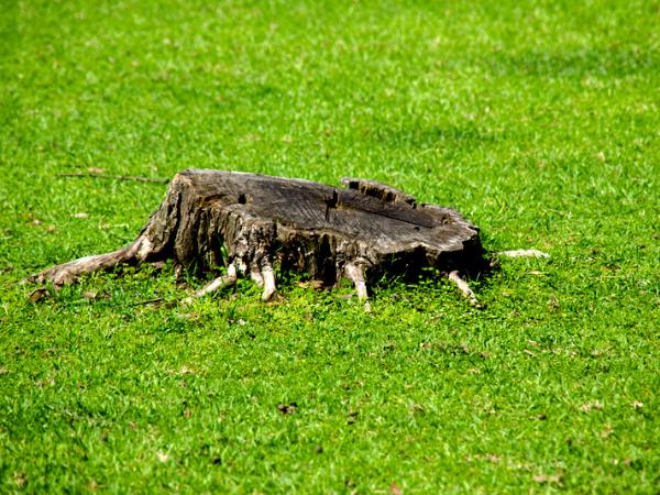 Stump-Hidden-Grass