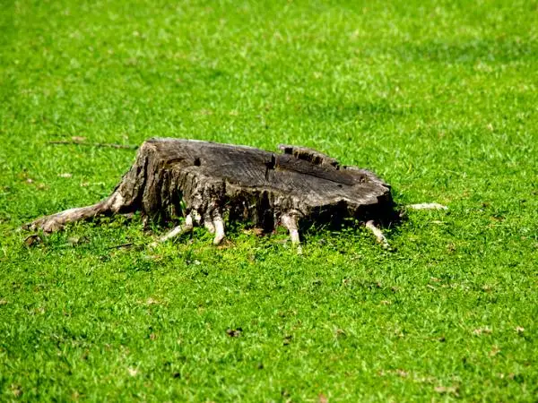 stump-hidden-grass