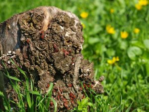 Stump Insects Grass