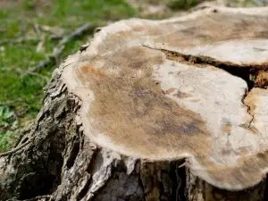 A tree stump.