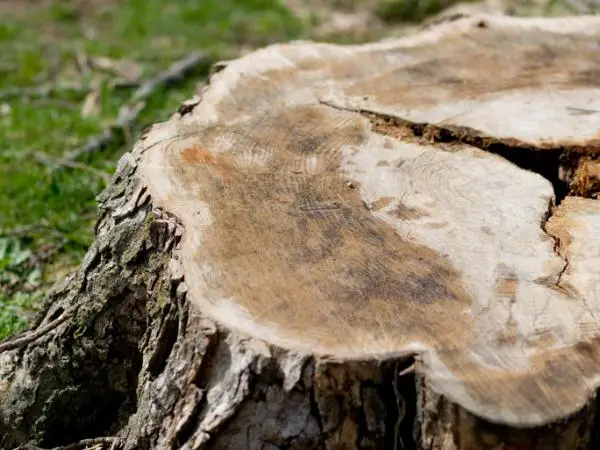 A tree stump.