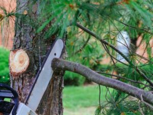 Tree-Branch-Saw-Pine