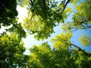 ANTLS-tree-trimming-shade-canopy-600x450
