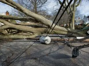 Tree with storm damage, Waukesha, WI.