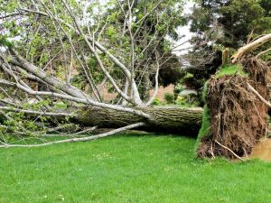 Tree-Large-Uproot-Yard