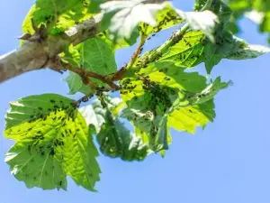Tree with pests in Waukesha, Wi.