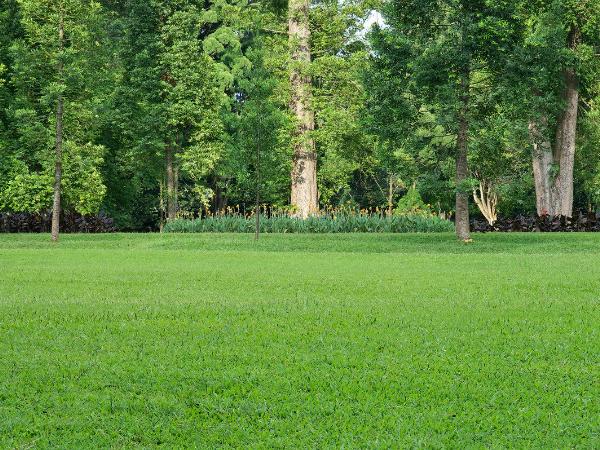 Tree-Line-Yard-Green-Grass-Evenly-Spaced