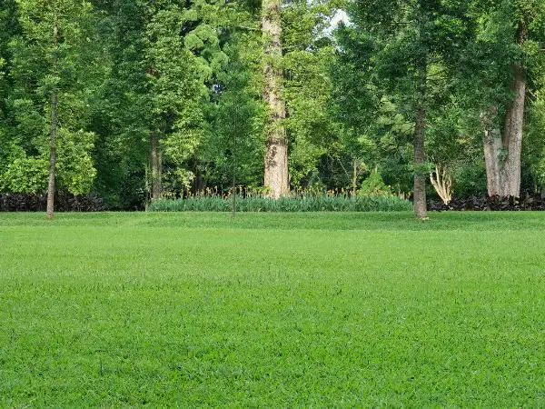 tree-line-yard-green-grass-evenly-spaced